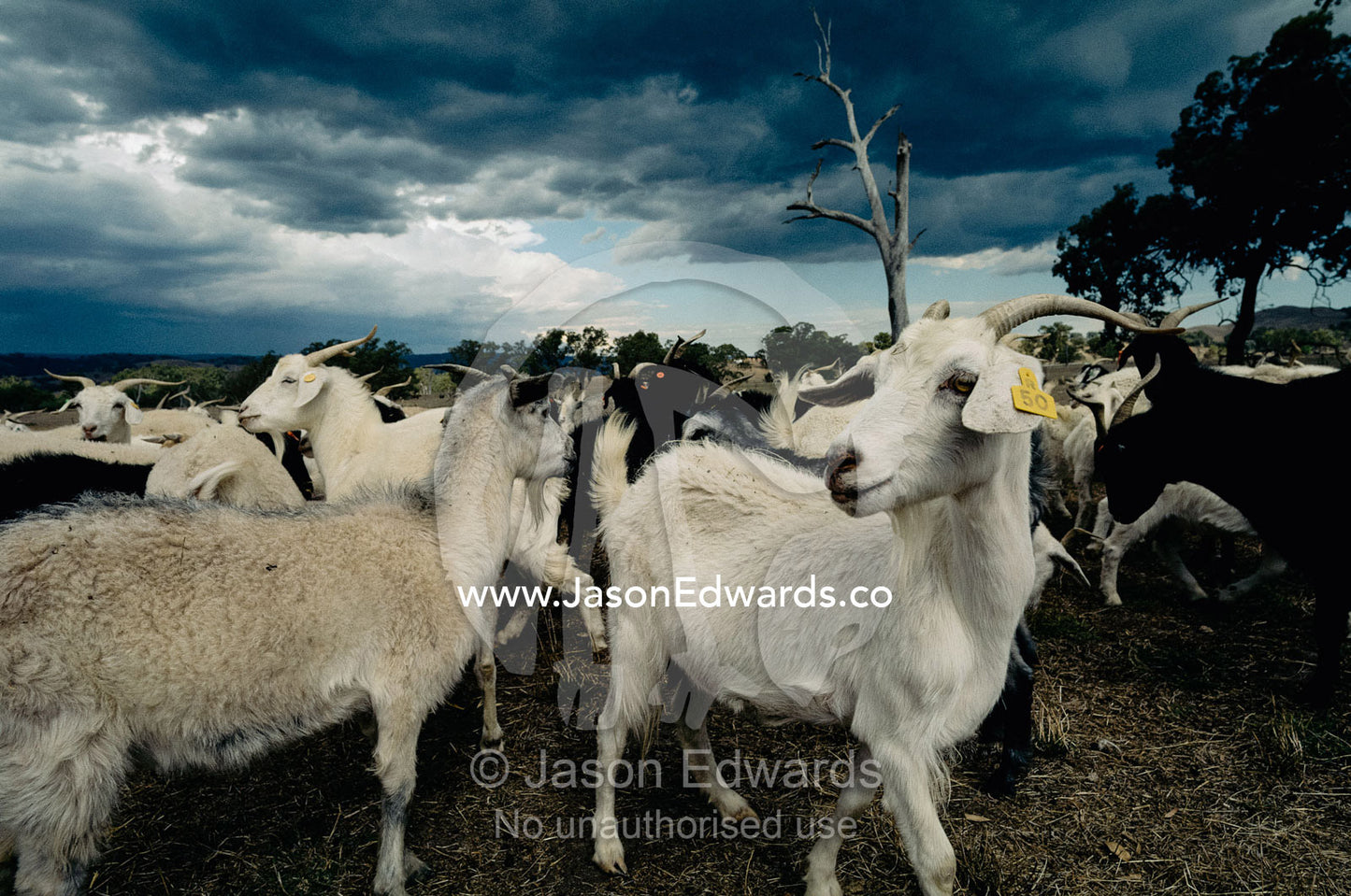 A herd of goats on a farm under a stormy sky. Victoria, Australia.