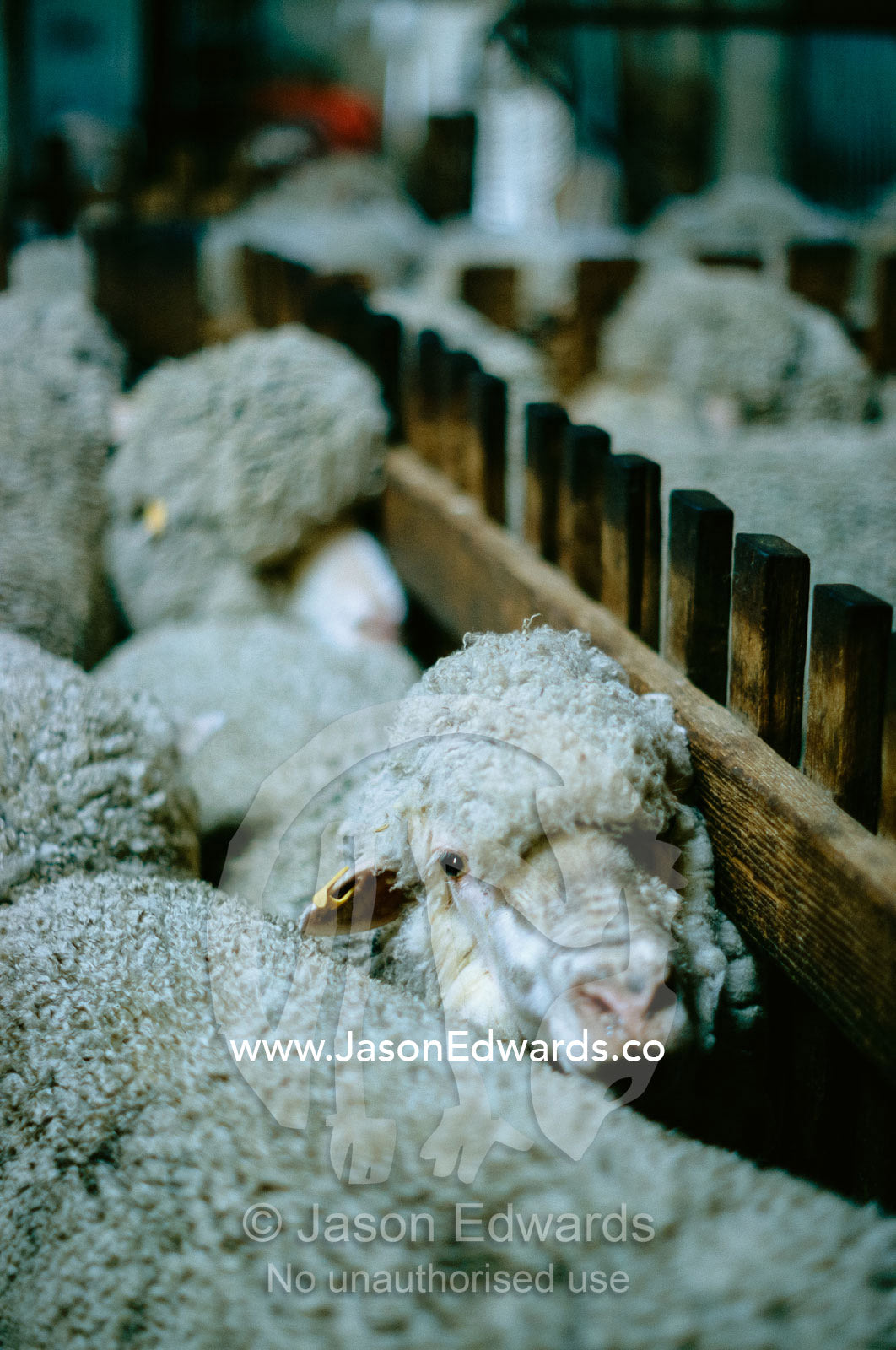 A group of sheep in a pen waiting to be sheared. Stranraer Homestead, Kangaroo Island, South Australia.
