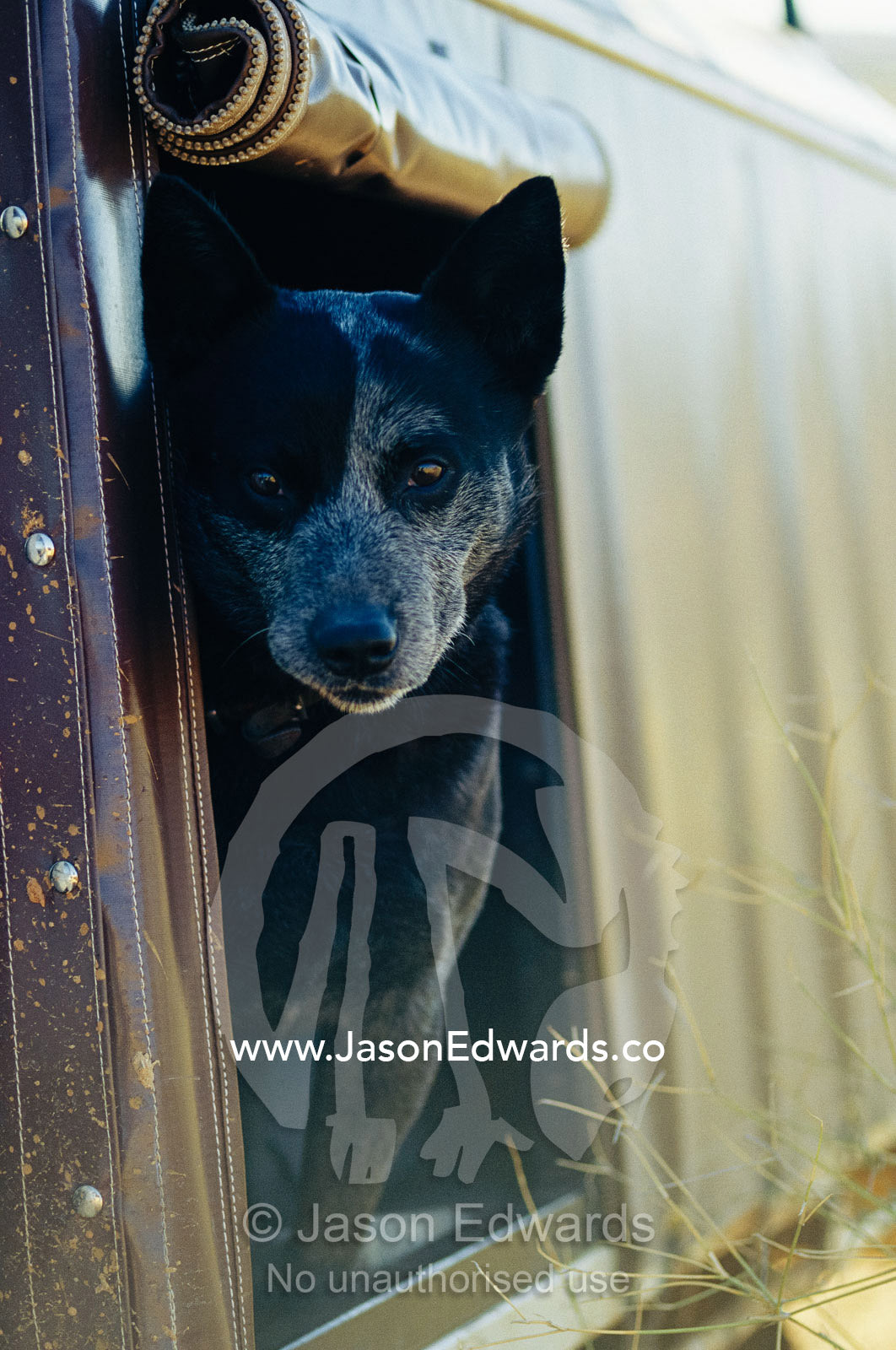 A blue heeler cattle dog peers out of the window of a truck. Simpson Desert Conservation Park, South Australia.