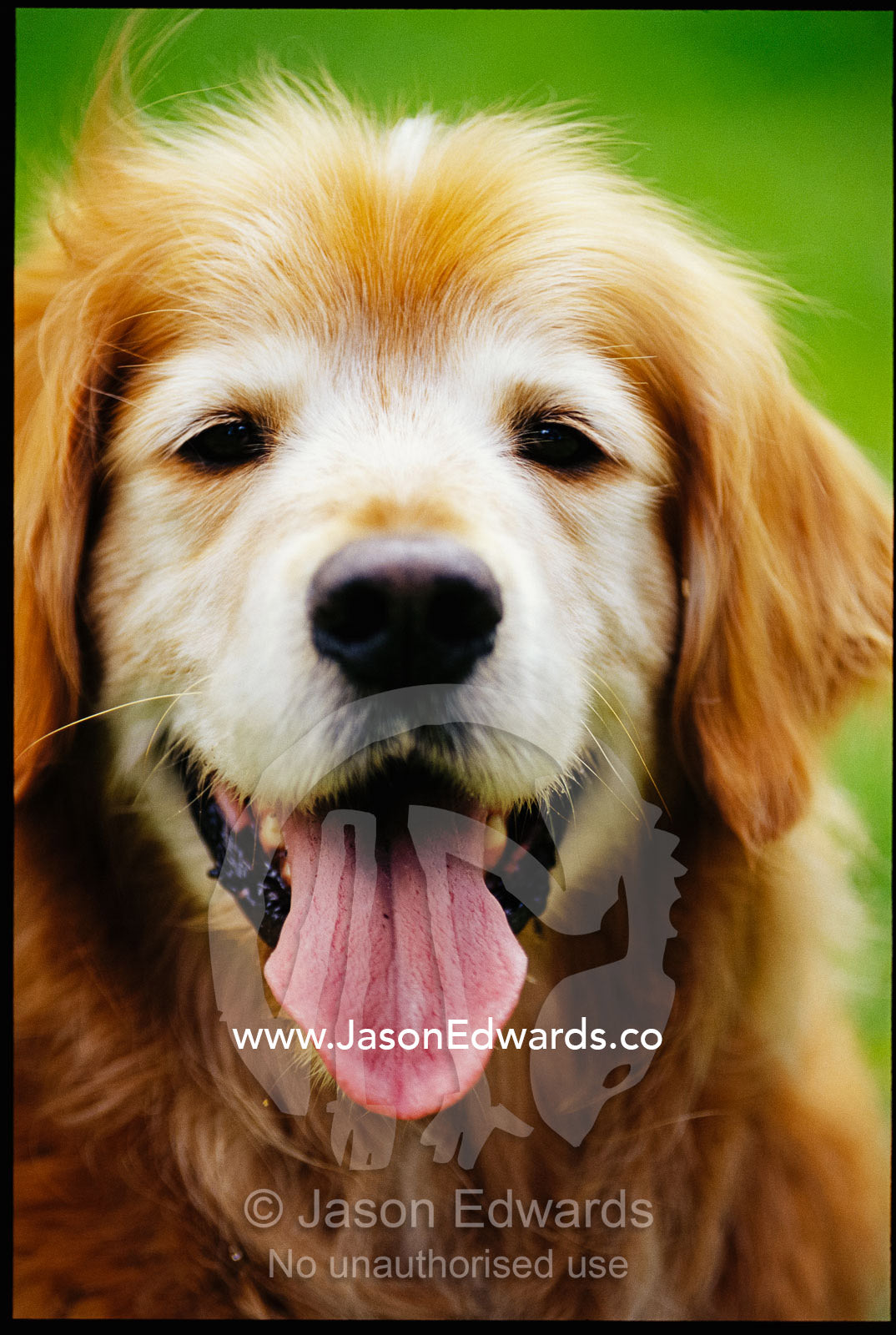 A golden retriever named Teddy panting. North Carlton, Victoria, Australia.