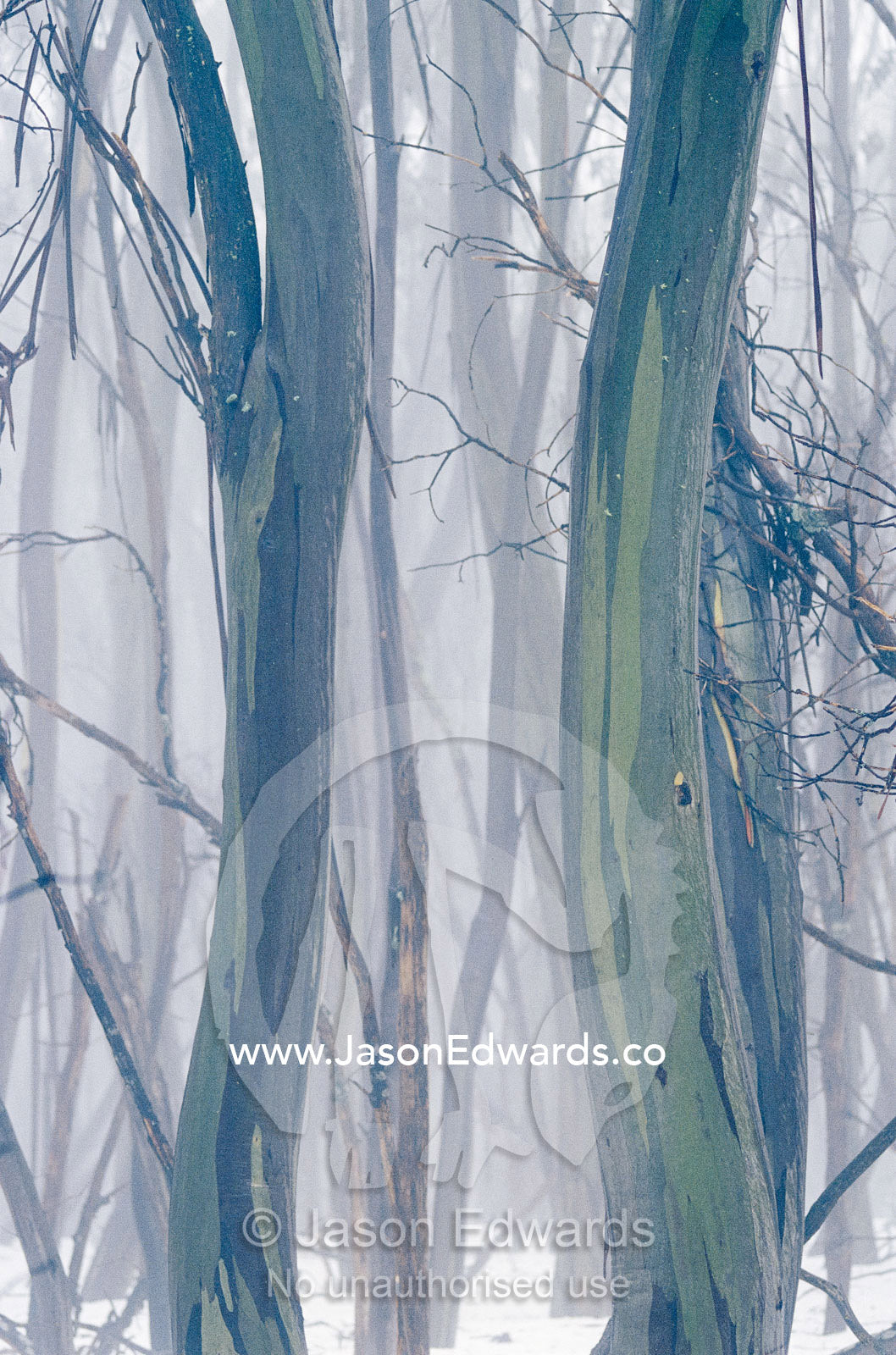 A thicket of gum trees in a snowy winter landscape. Lake Mountain, Yarra Ranges National Park, Victoria, Australia.