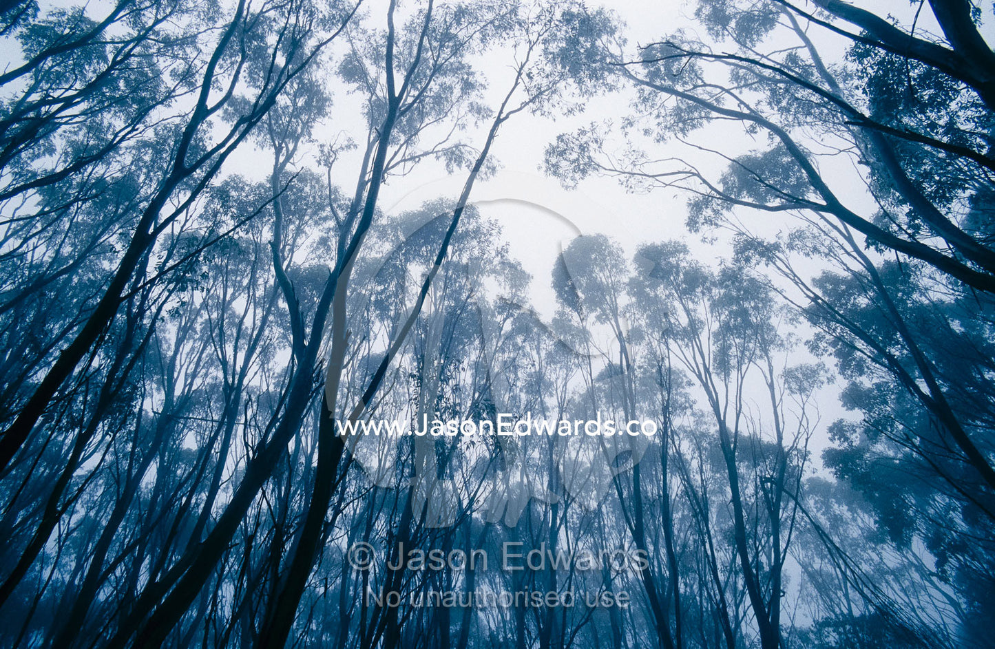 A mountain ash forest canopy shrouded in a mist cloud from a storm. Lake Mountain, Yarra Ranges National Park, Victoria, Australia.