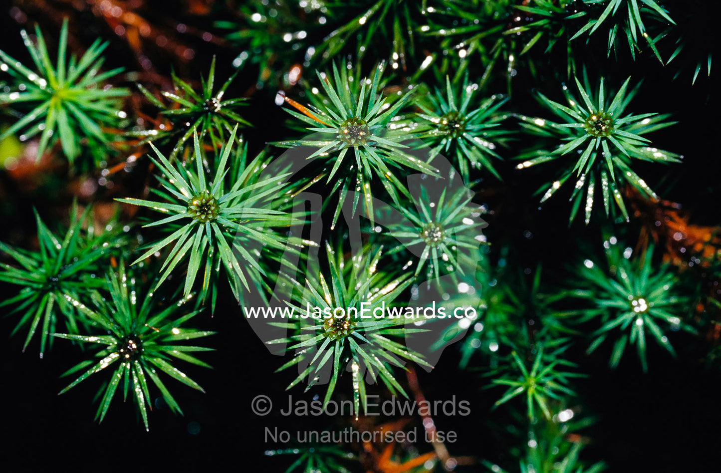 A close view of Dawsonia superba moss, Australia's tallest bryophyte. The Beeches, Yarra Ranges National Park, Australia.