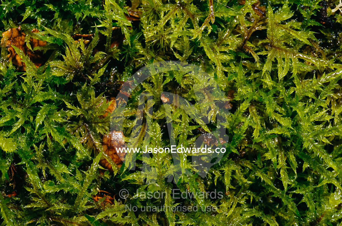 A close view of Wijkia extenuata moss on a forest log. The Beeches, Yarra Ranges National Park, Australia.