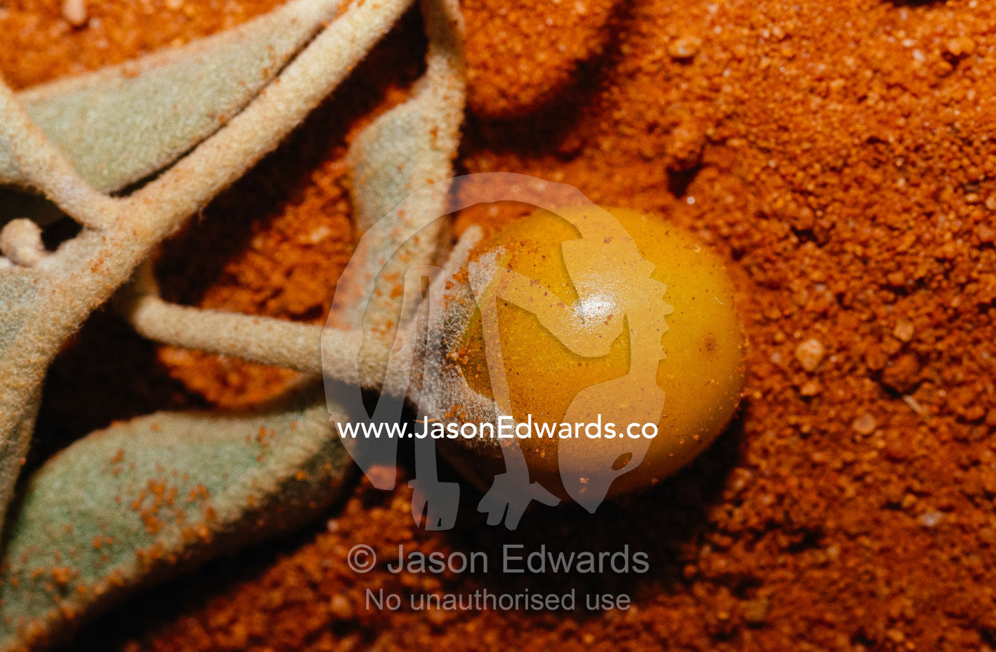 A close view of a "raisin," an Australian aboriginal food. Alice Springs Desert Park, Northern Territory, Australia.