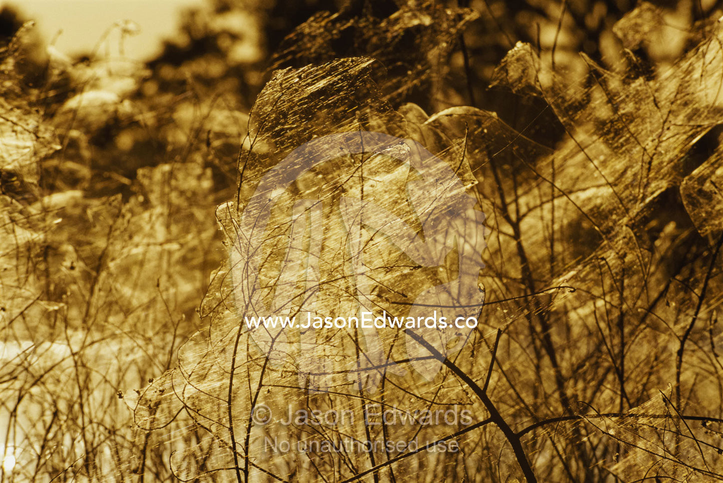 Spiderwebs on reed rushes in a wetland at sunset. Rockhampton, Queensland, Australia.