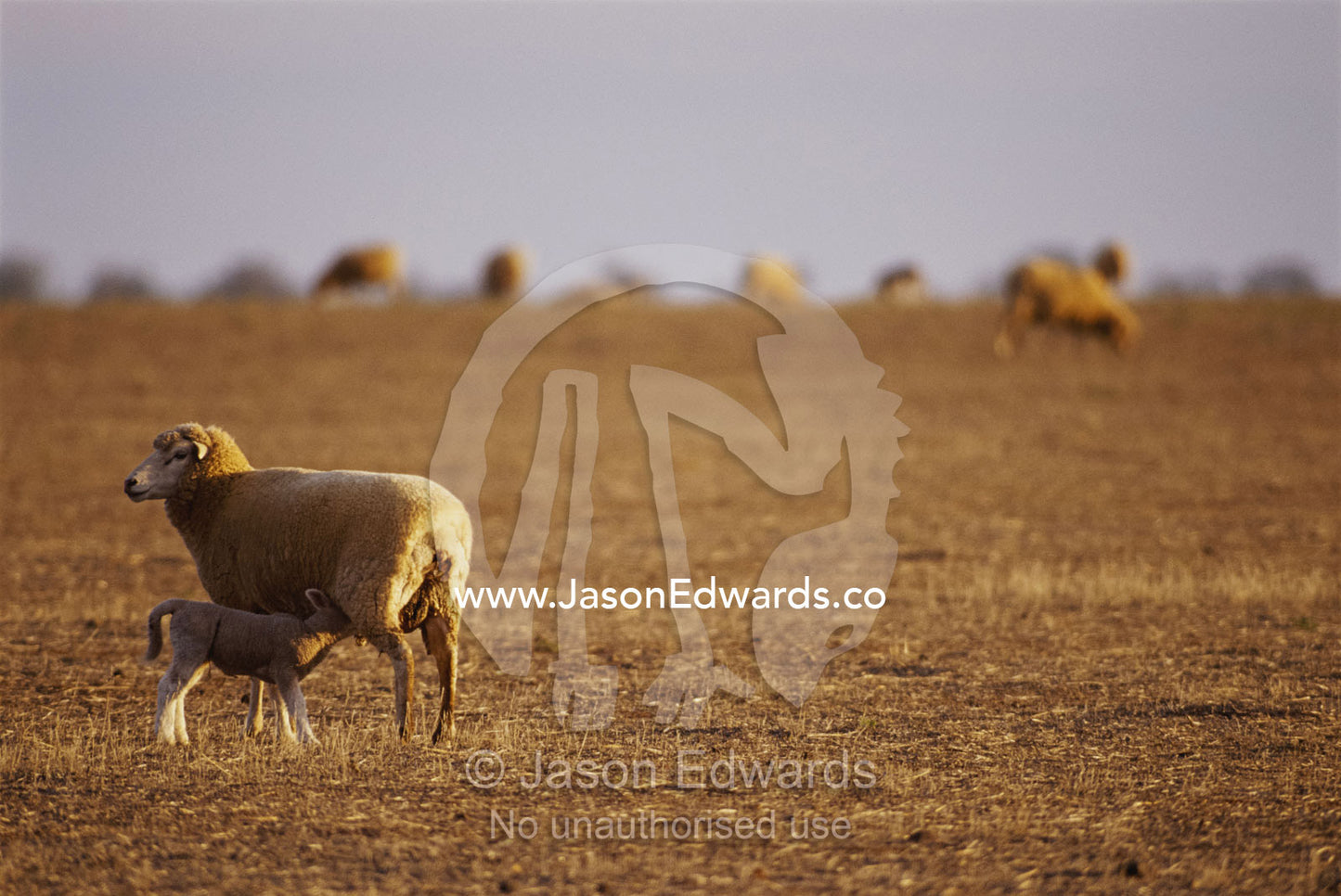 A lamb suckling in a drought stricken field. New South Wales, Australia.