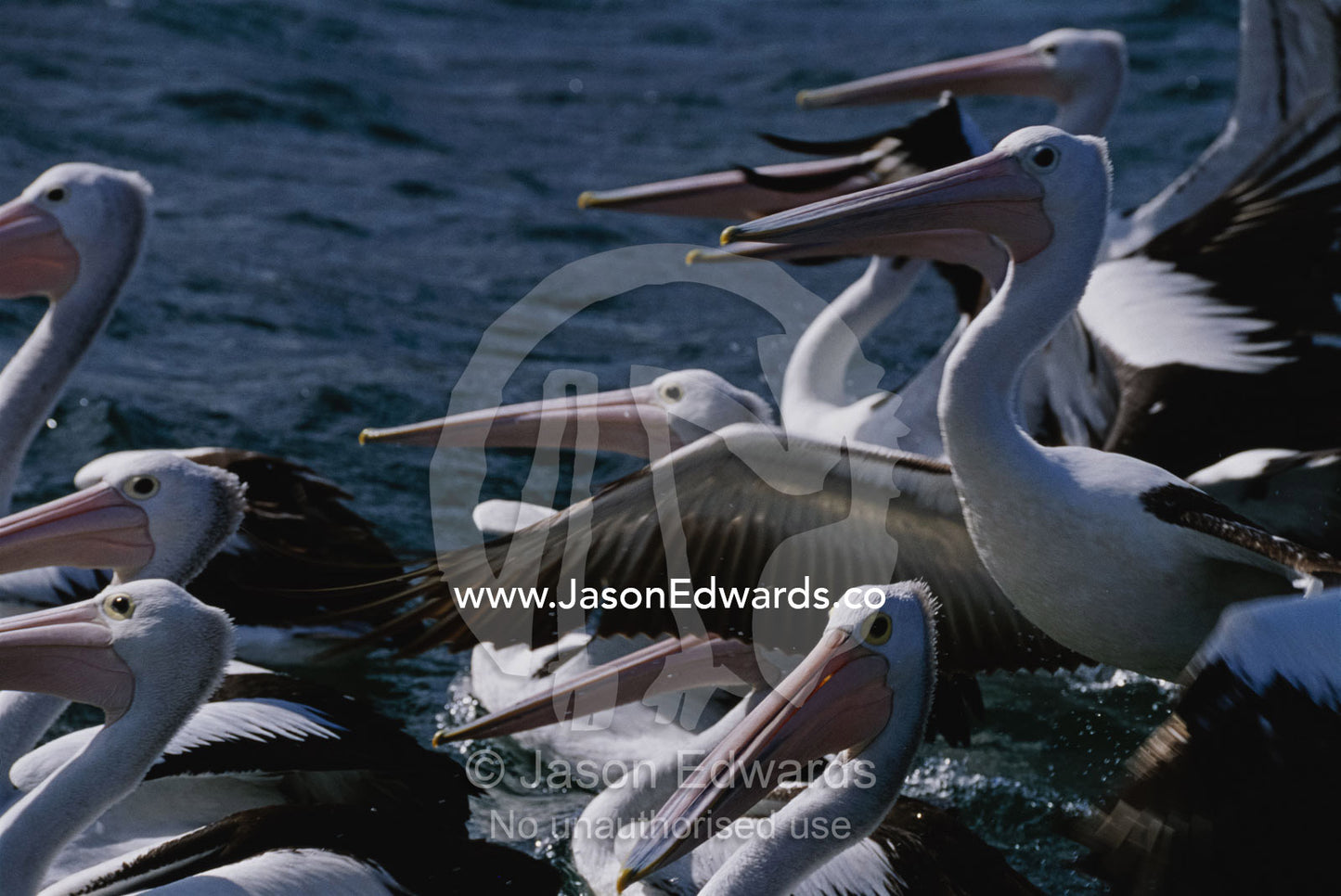 A group of Australian pelicans sitting in water and flapping wings. Eden, New South Wales, Australia.
