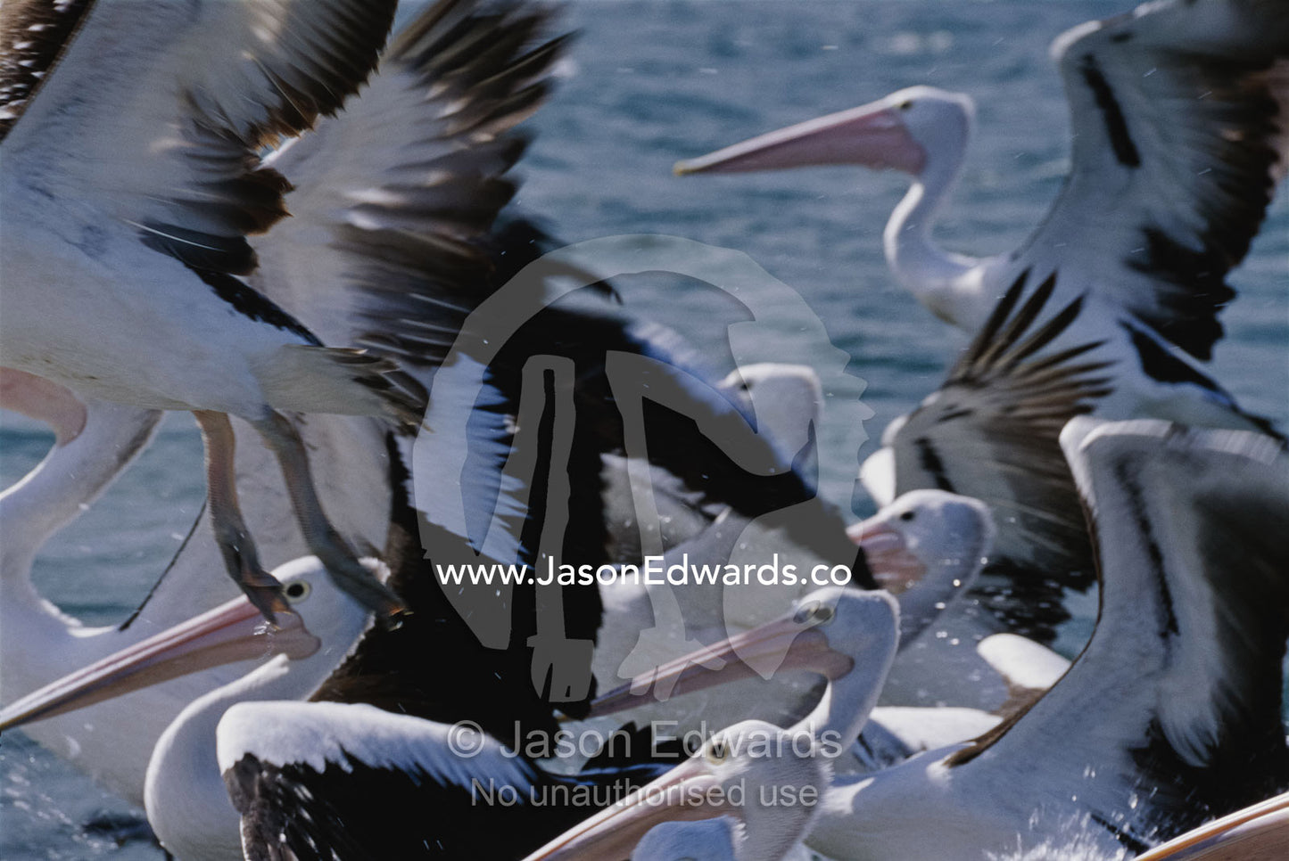 A group of Australian pelicans in water and taking flight. Eden, New South Wales, Australia.