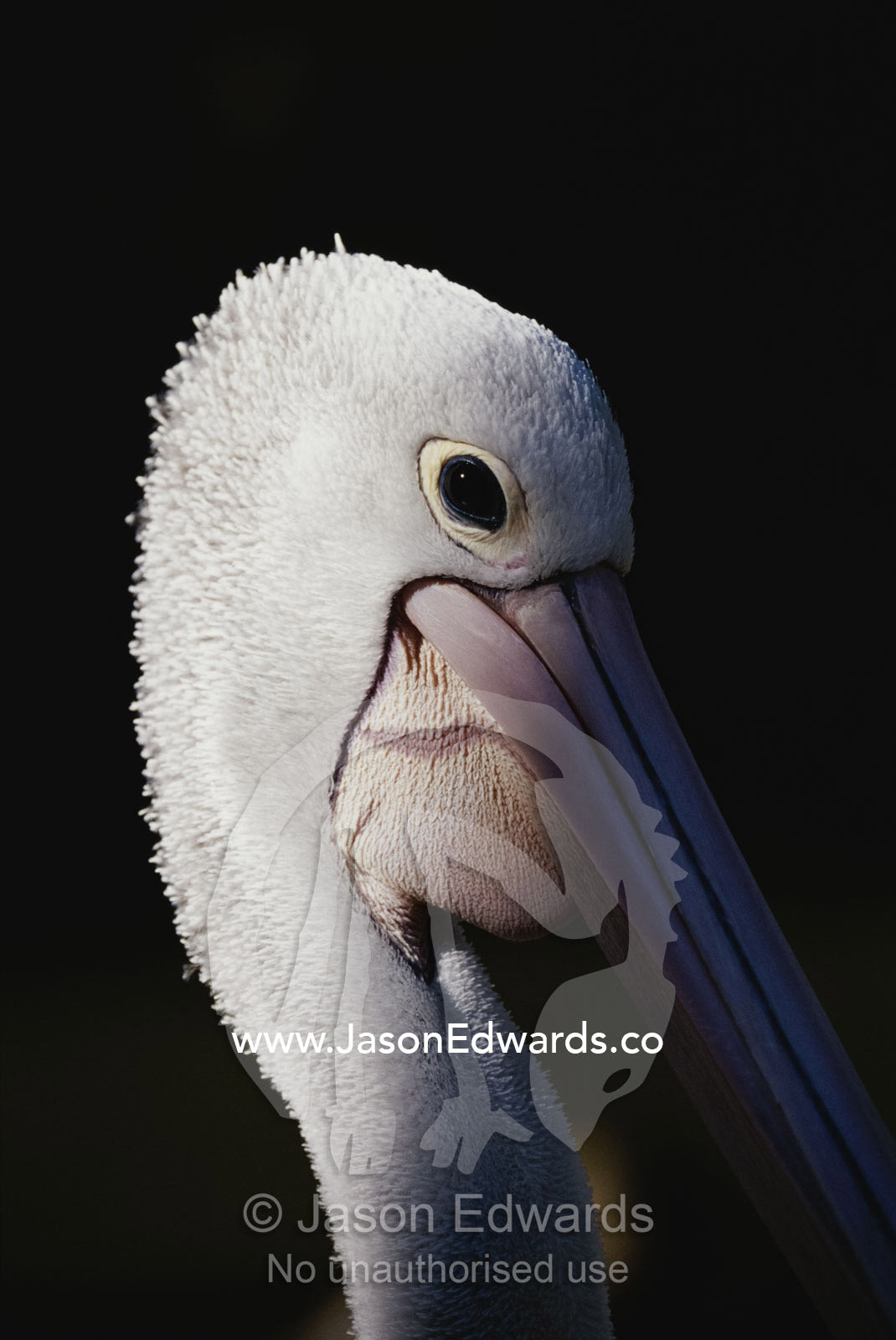 A close view of the head of an Australian pelican. South-central Queensland, Australia.