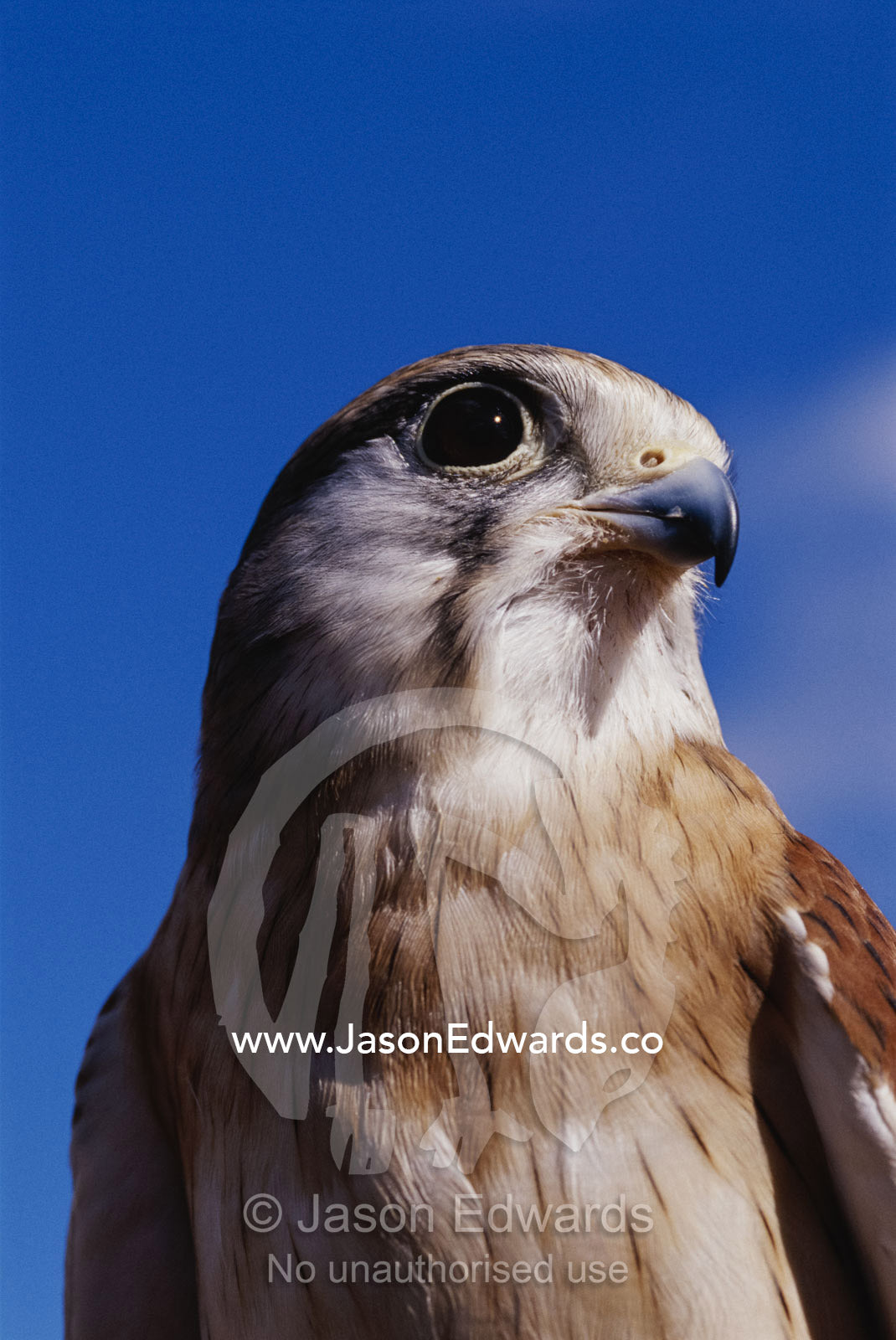 A close view of the head and shoulders of an Australian kestrel. Alice Springs Desert Park, Northern Territory, Australia.