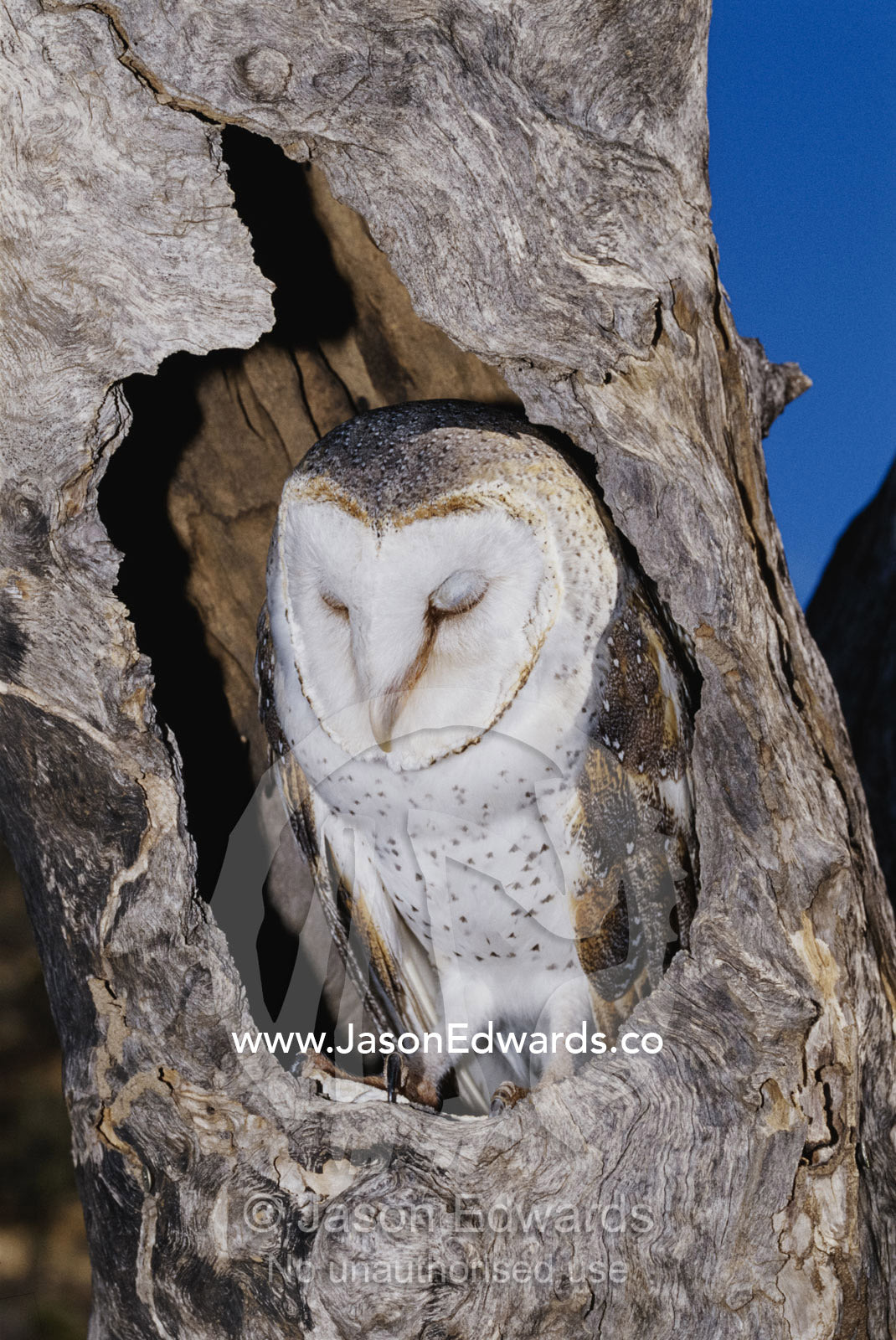 A barn owl resting in it's roost in a hollow tree. Alice Springs Desert Park, Northern Territory, Australia.