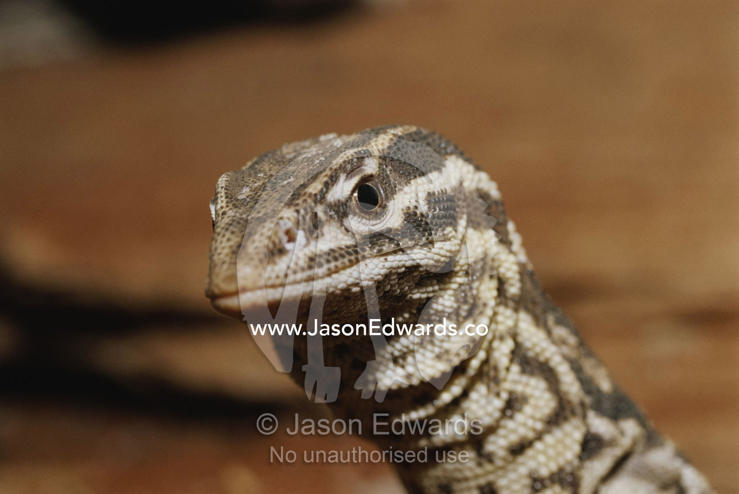 A close view of the head of an ocellated ridge-tailed monitor lizard. Preston, Victoria, Australia.
