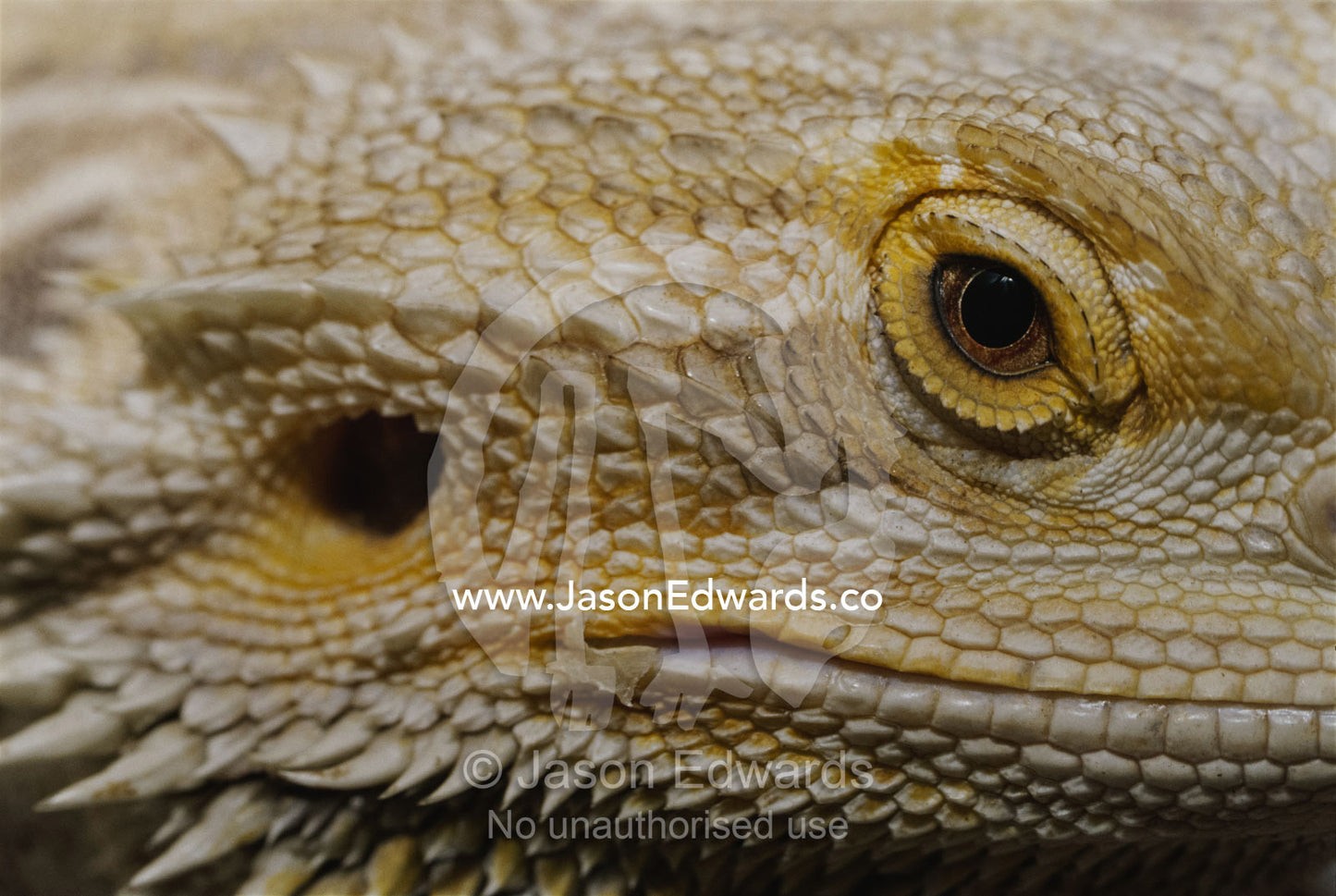 A close view of the head of a central bearded dragon. Preston, Victoria, Australia.