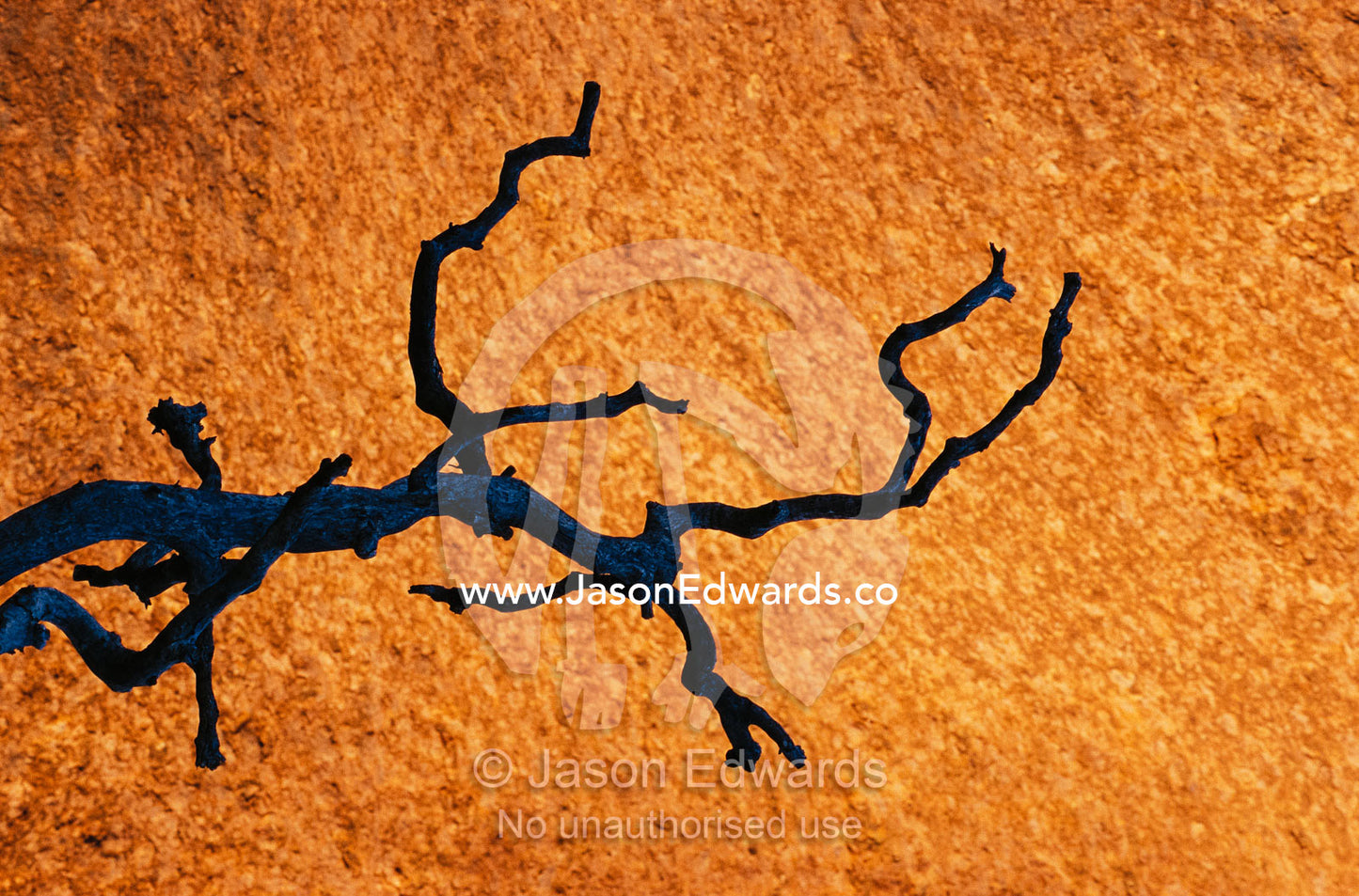 Tree branch silhouetted against rock in Uluru National Park. Uluru National Park, Northern Territory, Australia.