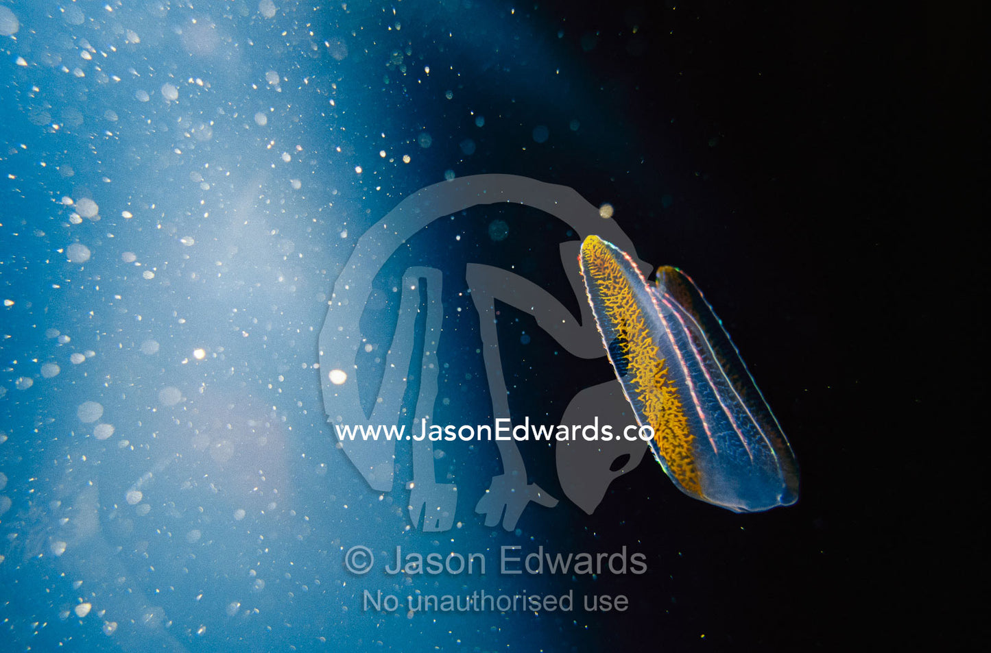 A bioluminescent comb jelly. Melbourne Aquarium, Victoria, Australia.