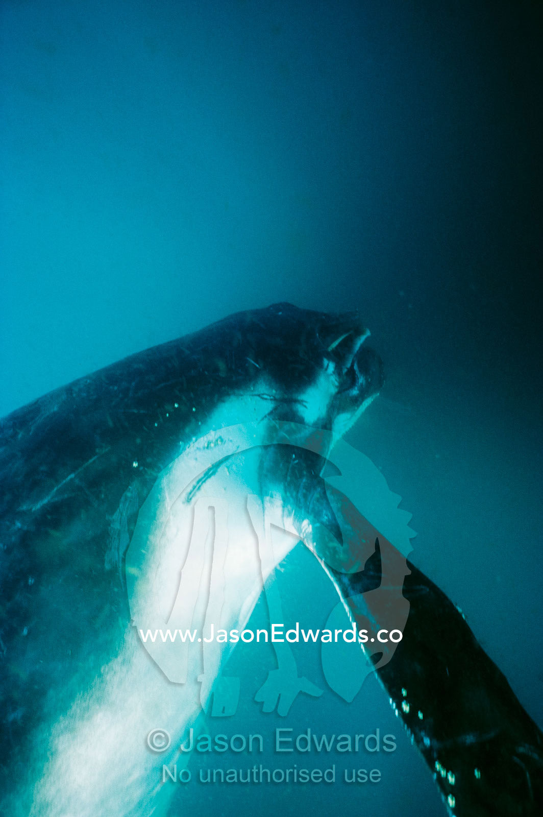 A Humpback Whale calf descends into the darkness of the ocean depths. Eden, New South Wales, Australia.