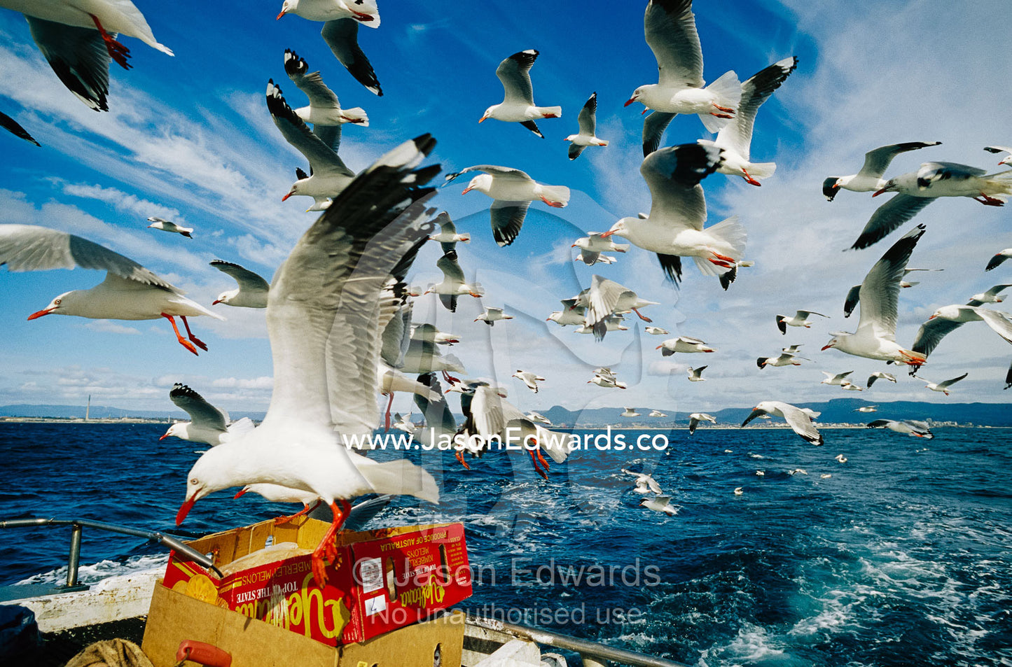A flock of silver gulls feeding on fish scraps on the back of a boat. Woollongong, New South Wales, Australia.