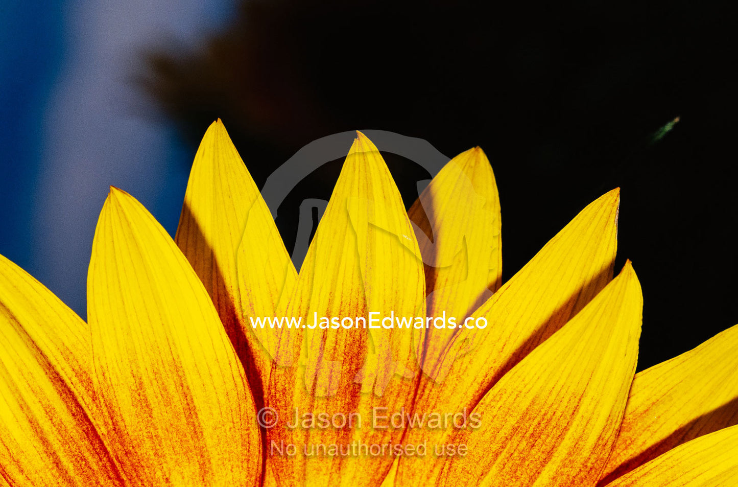A close view of the petals of a sunflower. North Carlton, Victoria, Australia.