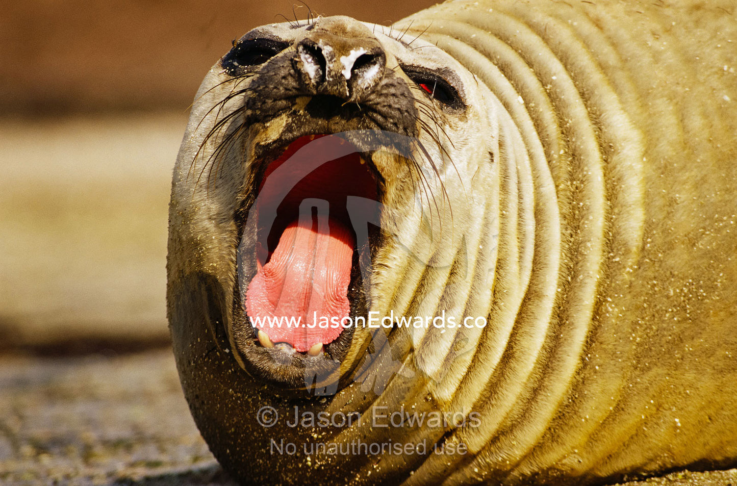 A southern elephant seal yawning. Point Henry, Victoria, Australia.
