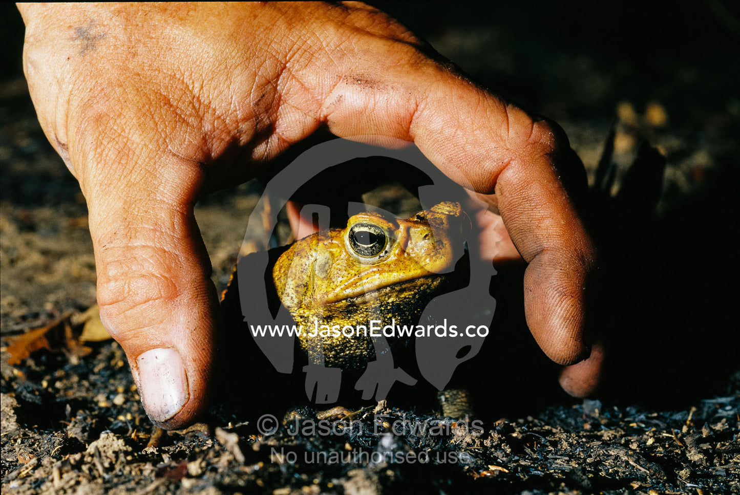 A man's hand grabbing a poisonous cane toad. Limmen National Park, Northern Territory, Australia.
