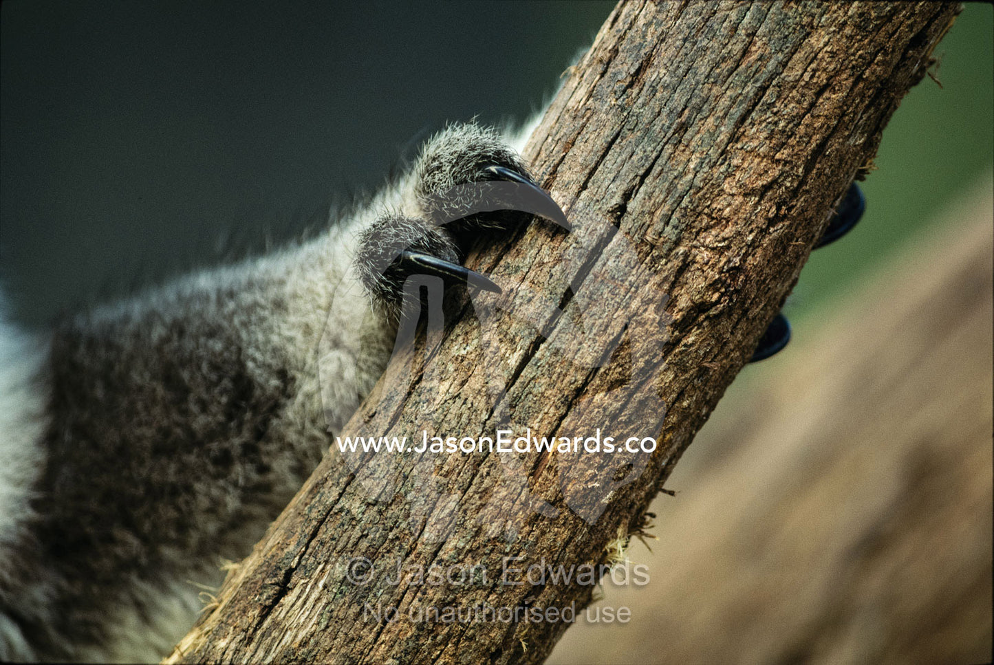Close view of koala bear claws gripping a wooden post. Healesville, Victoria, Australia.