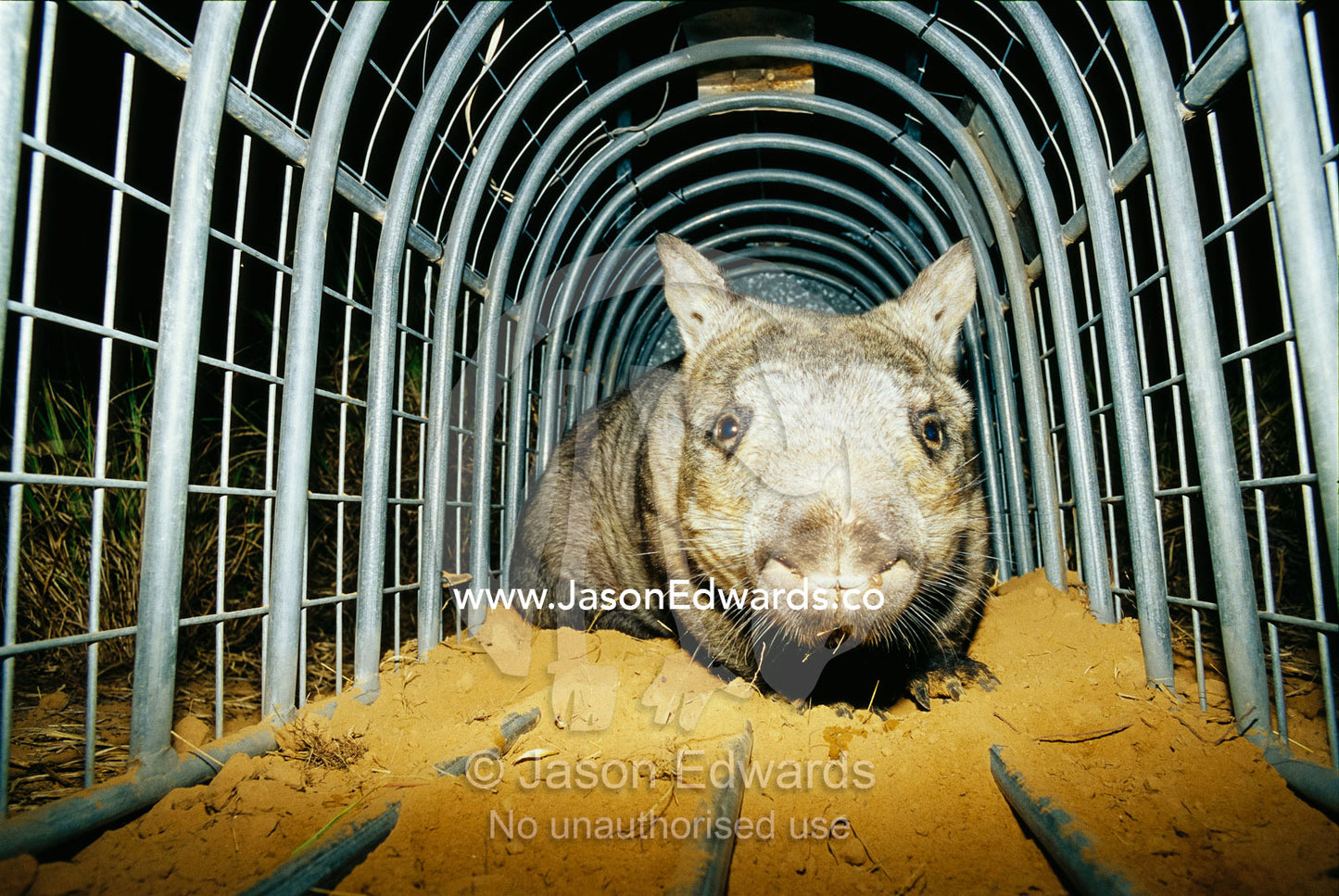 A critically endangered northern hairy-nosed wombat in a cage. Epping National Park, Queensland, Australia.