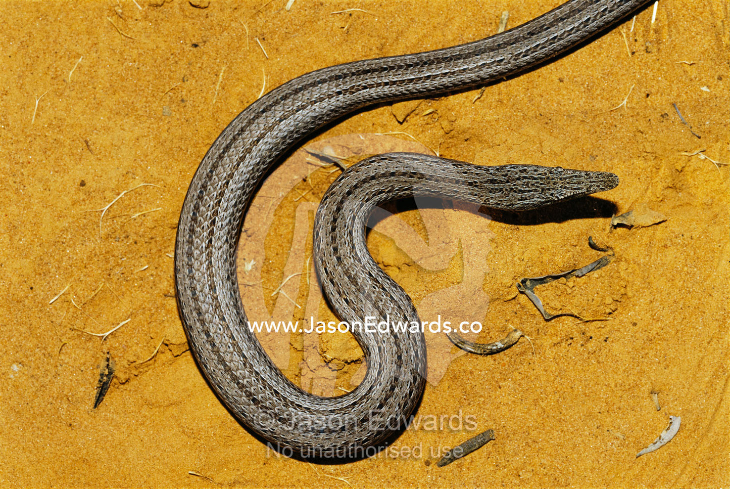 Burton's legless lizard on a patch of dry ground. Epping National Park, Queensland, Australia.