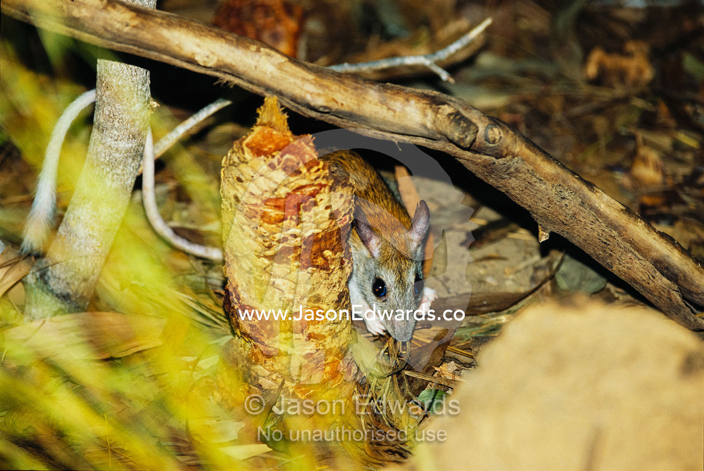 An endangered golden-backed tree rat feeding in leaf litter. Berry Springs, Northen Territory, Australia.