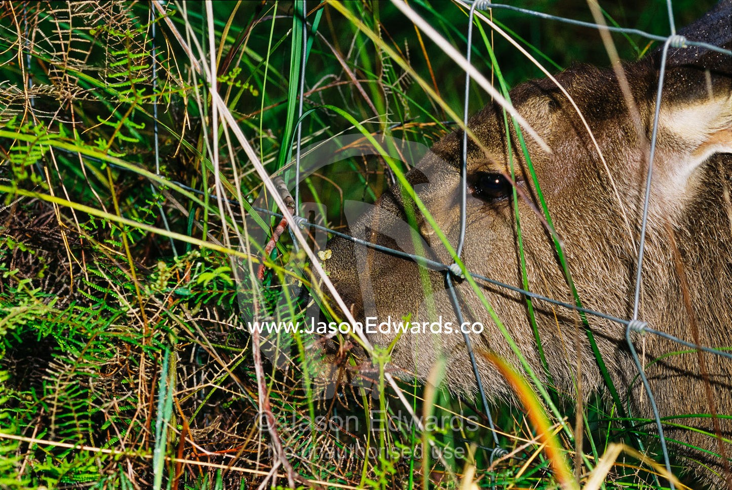 A sambar deer eating grasses near a wire fence. Bunyip State Park, Victoria, Australia.