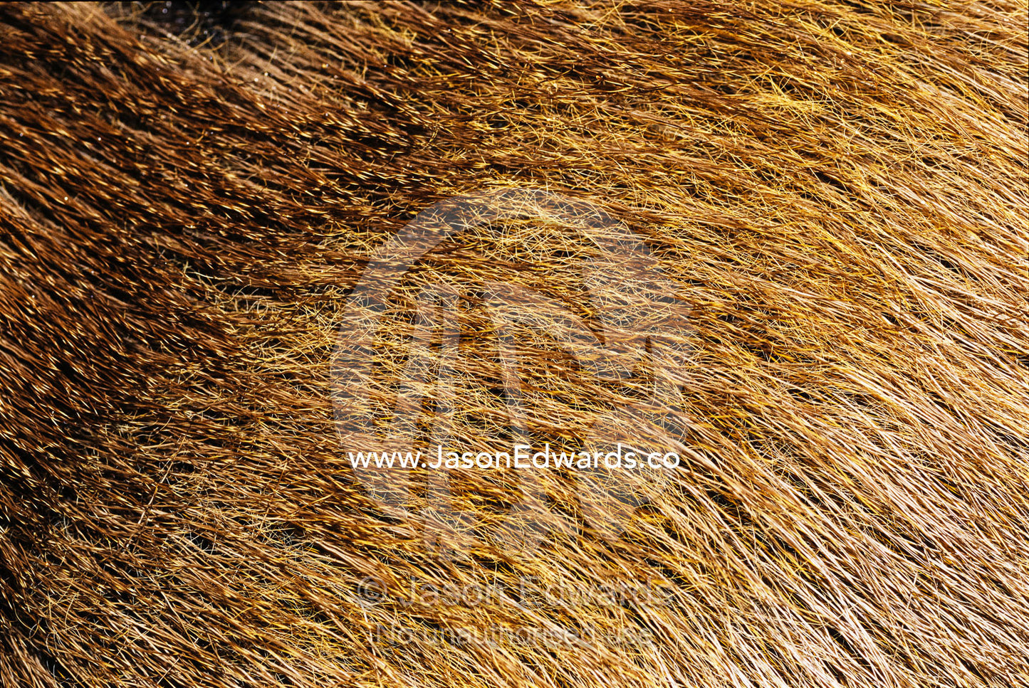 Close view of the fur of the sambar deer. Bunyip State Park, Victoria, Australia.