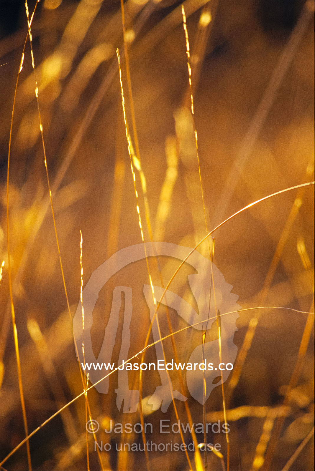 Delicate blades of grass backlit in morning light. Epping National Park, Queensland, Australia.
