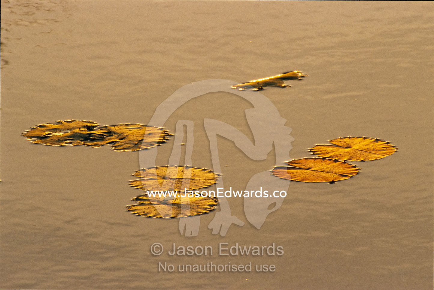 Water lily leaves reflecting golden sunset. Limmen National Park, Northern Territory, Australia.