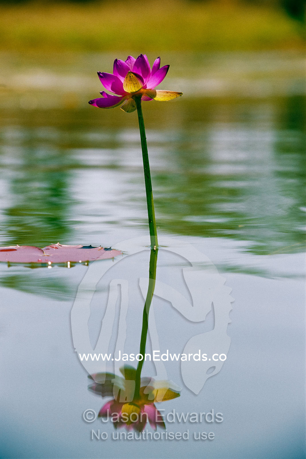 A water lily bloom in an Australian billabong. Limmen National Park, Northern Territory, Australia.