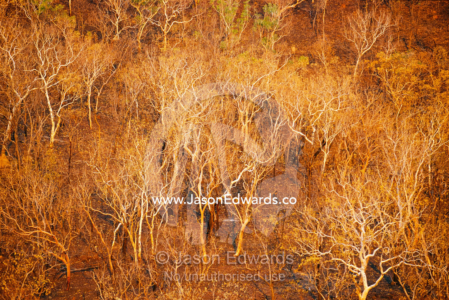 Elevated view of salmon gum trees destroyed by fire. North of Katherine, Northern Territory, Australia.