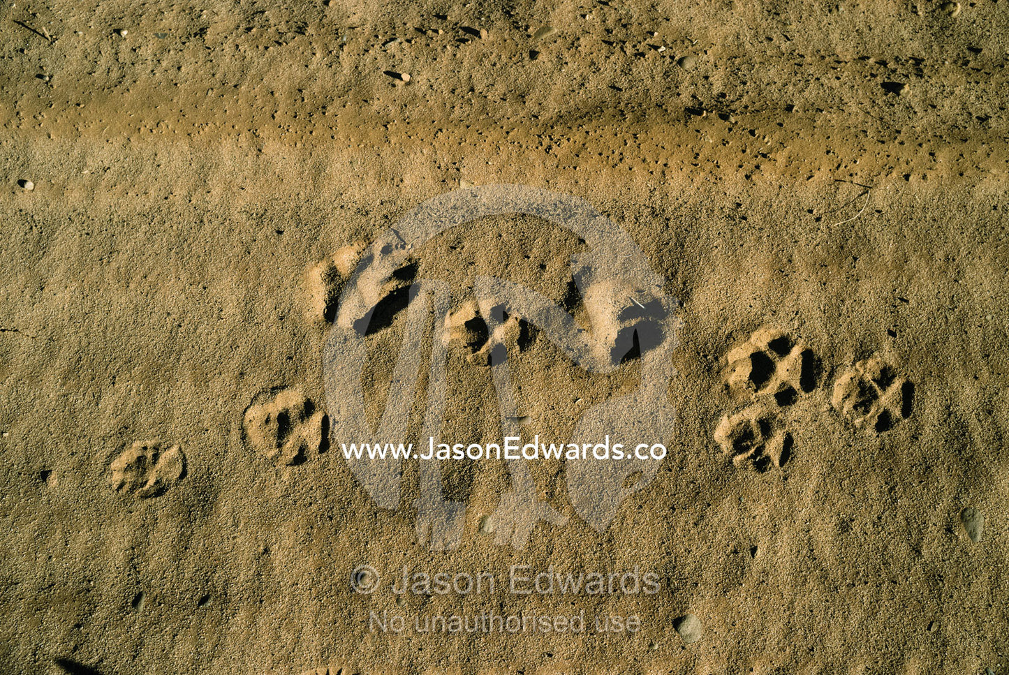 Dingo tracks in sand. Standly Chasm, Northern Territory, Australia.