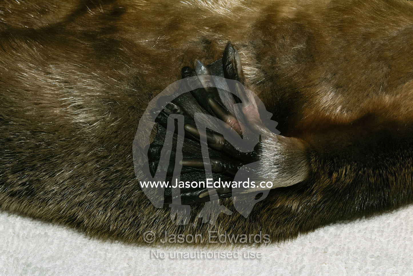 Detail of the webbed foot of a platypus. Healesville, Victoria, Australia.