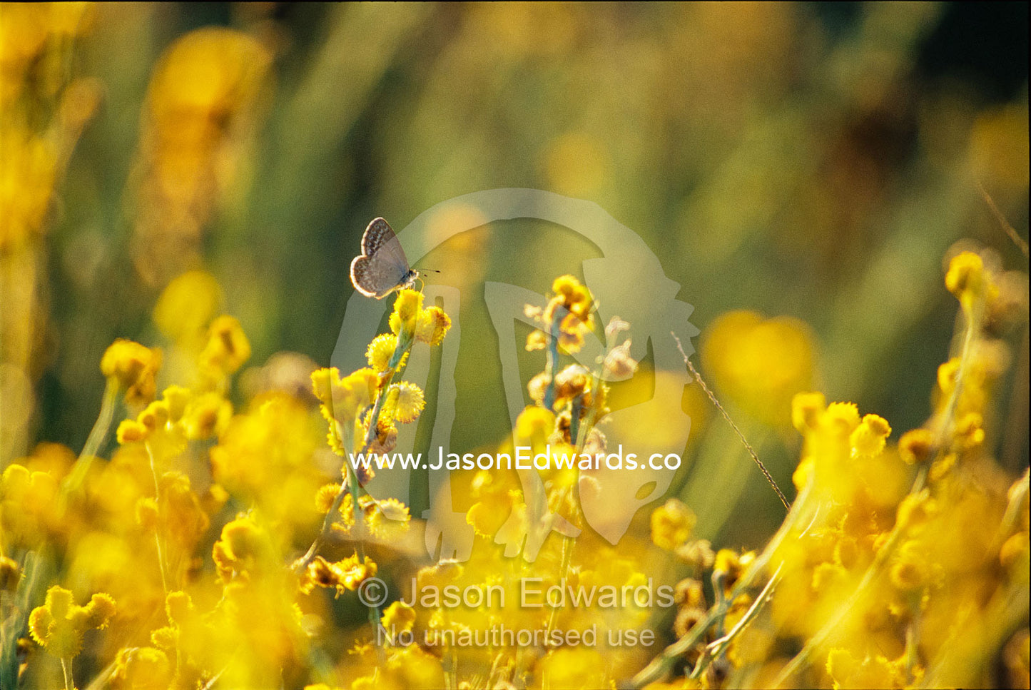 Common grass blue butterfly feeding on yellow button wildflowers. Epping National Park, Queensland, Australia.