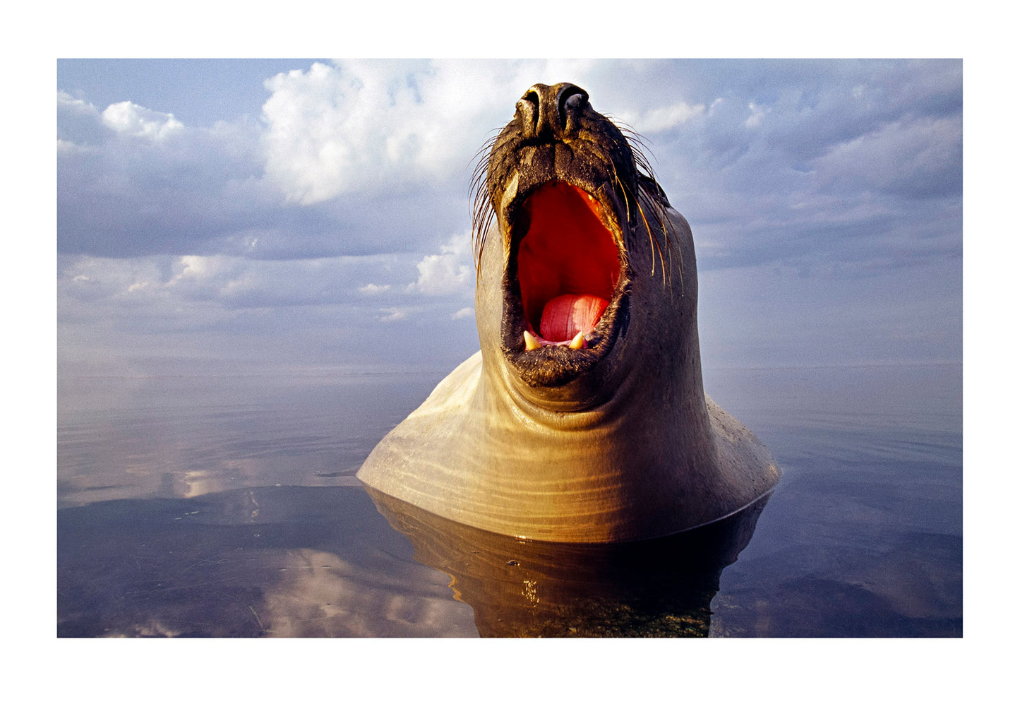 A male Southern Elephant Seal rises from a mirror-calm ocean. These large mammals can be notoriously grumpy and aggressive especially during the breeding season, however this male was more curious than territorial. In fact, my legs are beneath his chest and I had to use a 20mm lens to capture this frame because he was so close. Victoria, Australia.