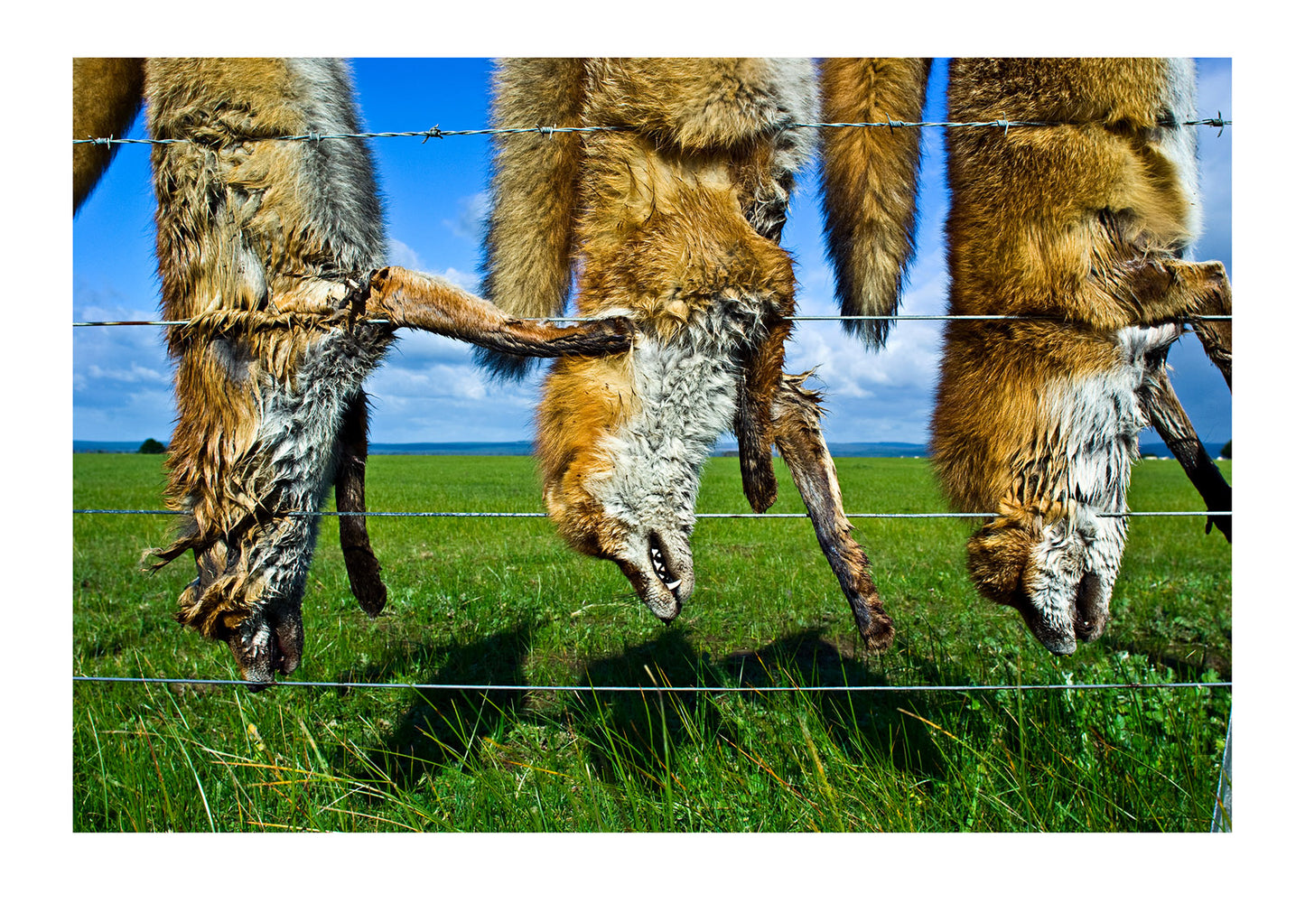 A farmer shows his hatred for European Red Foxes by hunting them. near Sale, East Gippsland, Victoria, Australia