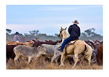 Stockmen muster their herd of cattle in the dusty outback. In the United States they are known as cowboys. Queensland, Australia.