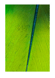 The perfect linear feather vane of a Mealy Amazon Parrot attached to the quill at the rachis. Parque de Quistococha, Quistococha Zoo, Iquitos, Amazon Basin, Loreto Region, Maynas Province, Peru.