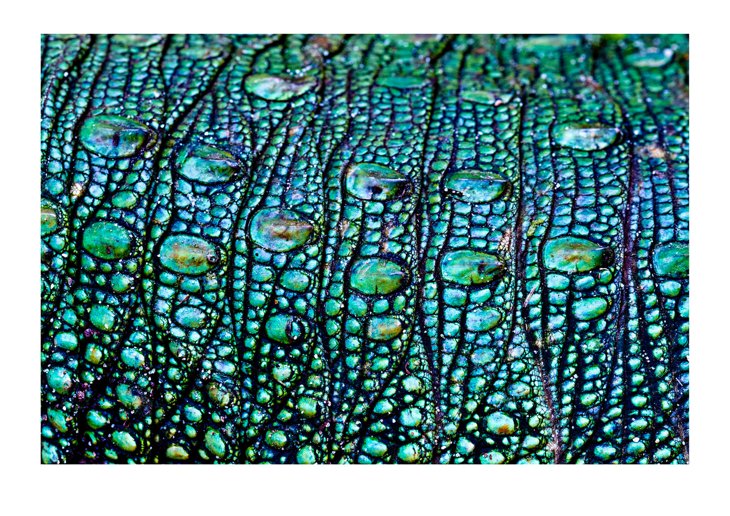 The prehistoric green scales on the flank of a northern caiman lizard. Parque de Quistococha, Quistococha Zoo, Iquitos, Amazon Basin, Loreto Region, Maynas Province, Peru.