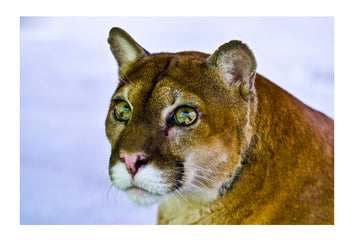 The inquisitive yet serene stare of a Mountain Lion with lime green eyes. Parque de Quistococha, Quistococha Zoo, Iquitos, Amazon Basin, Loreto Region, Maynas Province, Peru.