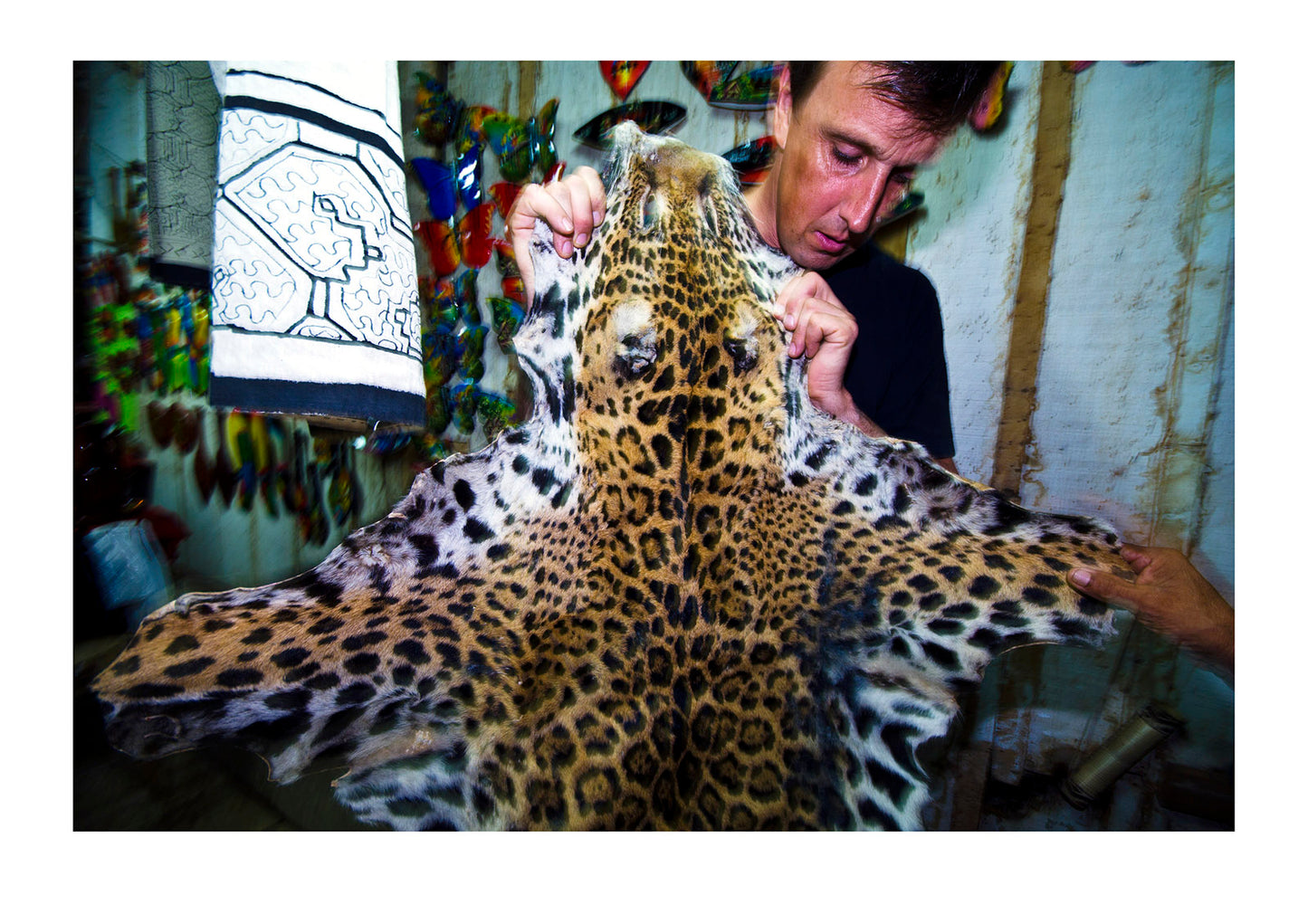 A wildlife conservationist with the coat of a Jaguar butchered by poachers and for sale. Iquitos, Amazon Basin, Loreto Region, Maynas Province, Peru.