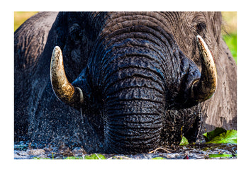 Water cascades from the ivory tusks and leathery, muscular folds of an African Elephant trunk as it rises like a mountain from a waterhole. Adults are powerful and agile in the water and have little to fear from Nile Crocodile. They are also very intolerant of the large reptiles coming in close proximity to their calves. Serengeti NP, Tanzania.