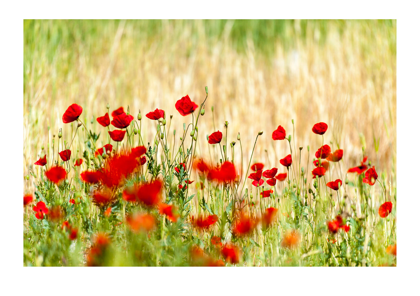 A field of bright red poppy's growing at the base of a cliff.
Shiraz, Fars Province, Islamic Republic of Iran.