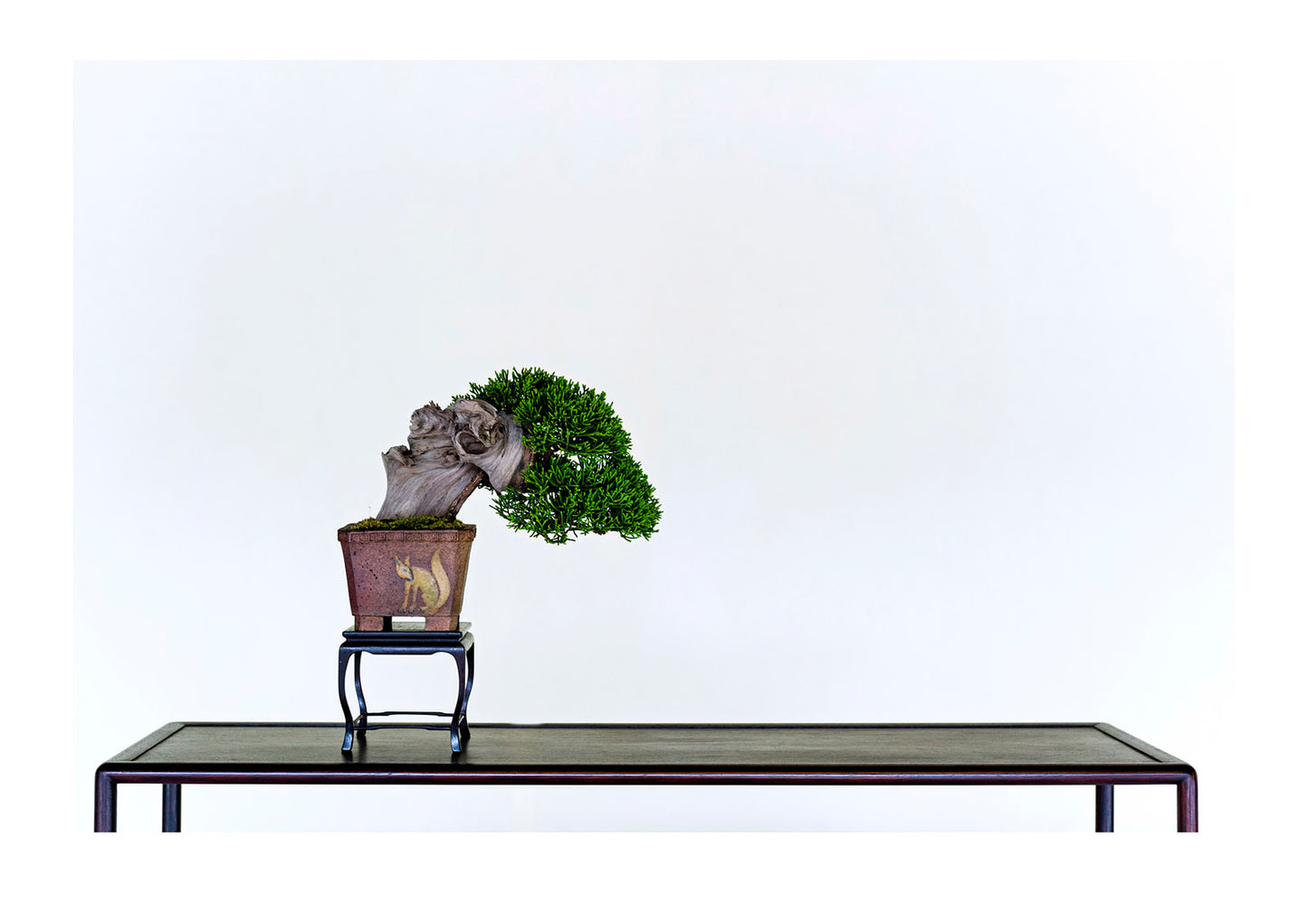 An ancient bonsai tree perfectly pruned and trained by bonsai masters over centuries. Meiji Shrine, Shinto Shrine, Shibuya, Tokyo, Japan.