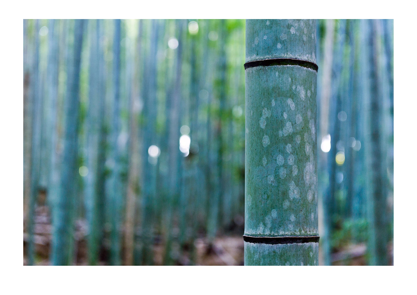 The powdered and ribbed trunks of a dense thicket of Giant Bamboo. Sagano Bamboo Forest, Arashiyama Bamboo Grove, Arashiyama District, Kyoto, Japan.