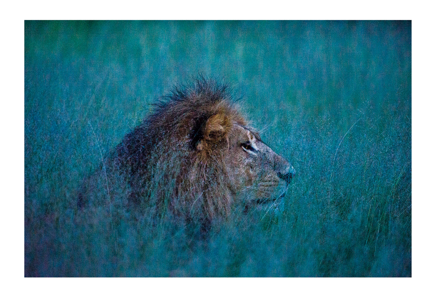 A male African Lion stalking Red Lechwe under moonlight. Duba Plains Camp, Ngamiland West, Botswana.